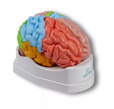 Functional Brain